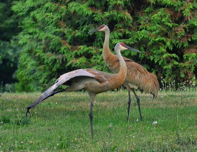 17 animals that form happier and more harmonious couples than humans 17 animals that form happier and more harmonious couples than humans