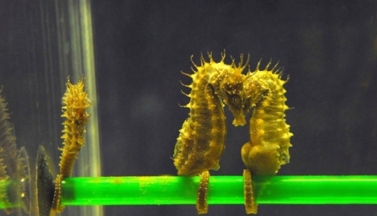 17 animals that form happier and more harmonious couples than humans