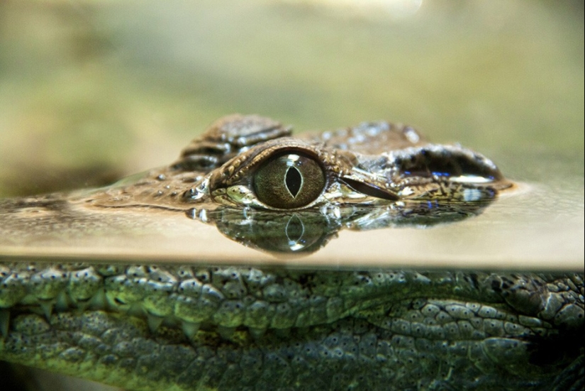 17 animals who are killing us 17 animals who are killing us