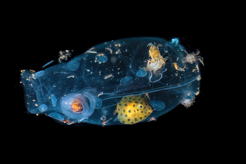 17 de las imágenes más impresionantes del concurso de fotografía Nature “inFocus” de 2024