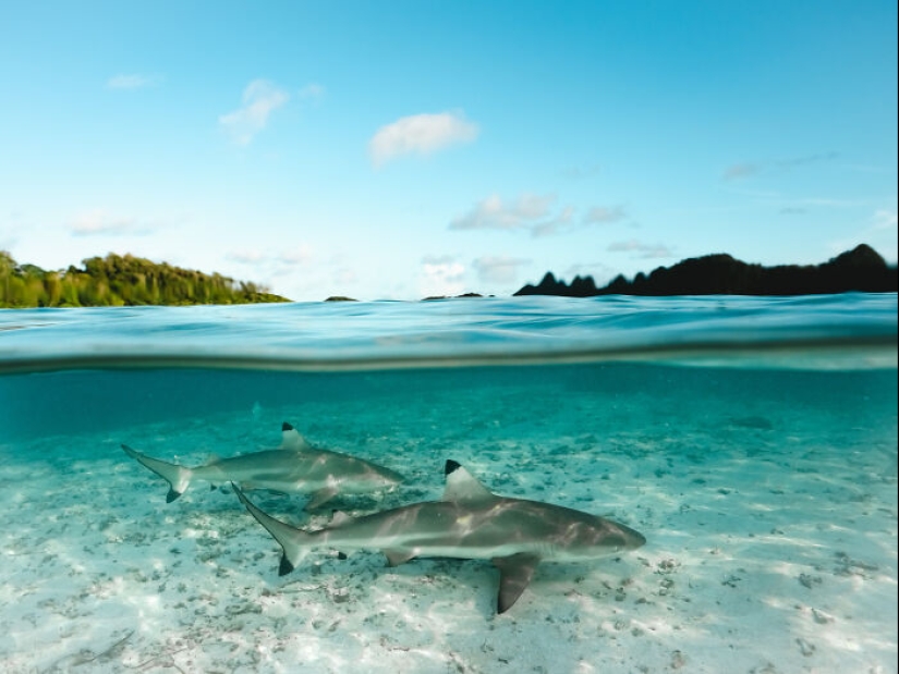 17 de las imágenes más impresionantes del concurso de fotografía Nature “inFocus” de 2024