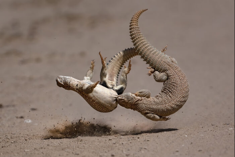 17 de las imágenes más impresionantes del concurso de fotografía Nature “inFocus” de 2024