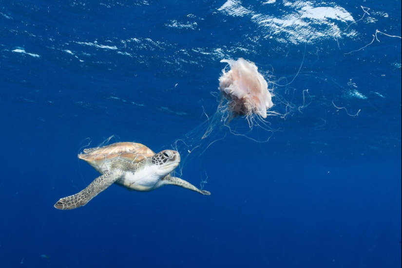 17 de las imágenes más impresionantes del concurso de fotografía Nature “inFocus” de 2024