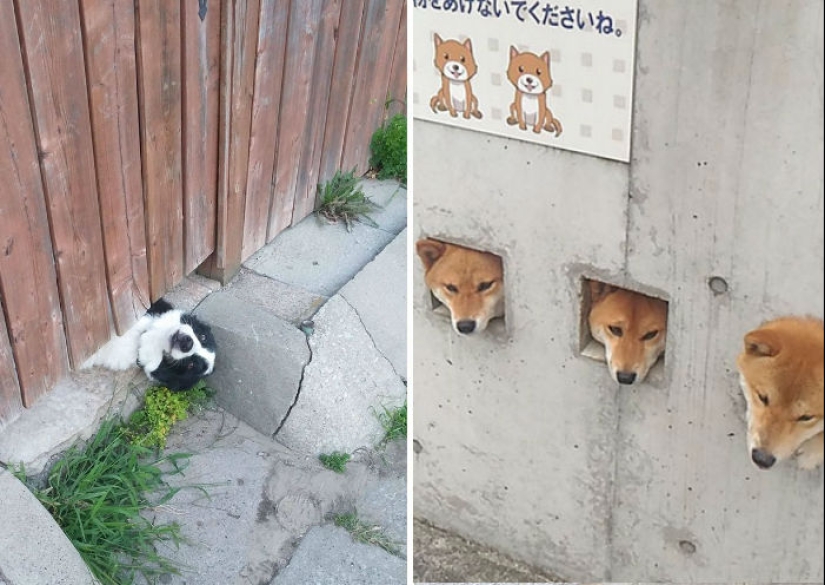 17 dogs who really want to say "hello" 17 dogs who really want to say "hello"