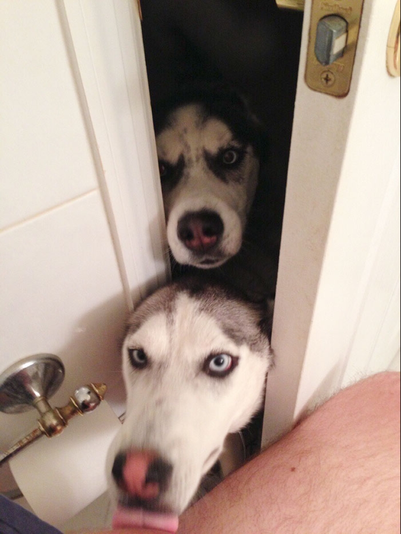 17 dogs who really want to say "hello" 17 dogs who really want to say "hello"