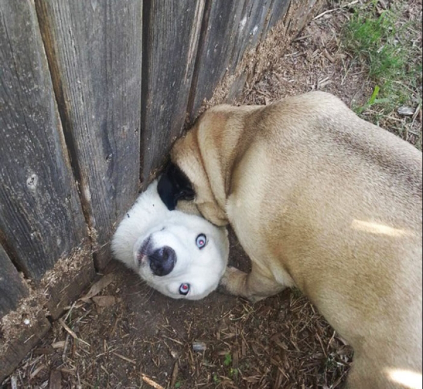 17 dogs who really want to say "hello" 17 dogs who really want to say "hello"