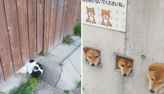 17 dogs who really want to say "hello"