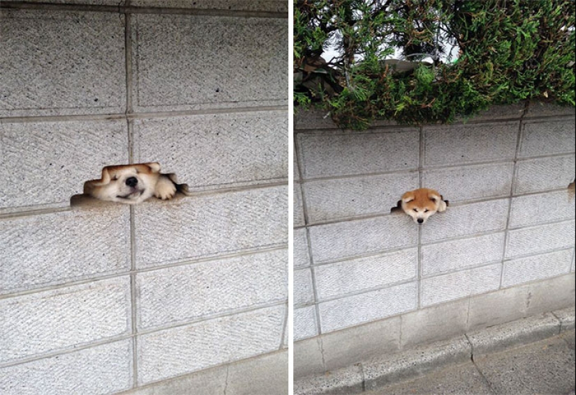 17 dogs who really want to say "hello" 17 dogs who really want to say "hello"