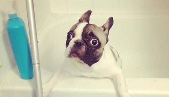 17 fotos de animales que harán todo lo posible para simplemente no lavarlos