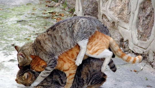 17 hechos viles y un poco aterradores sobre la reproducción animal