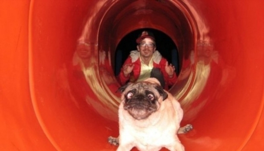 17 of the funniest dog fails