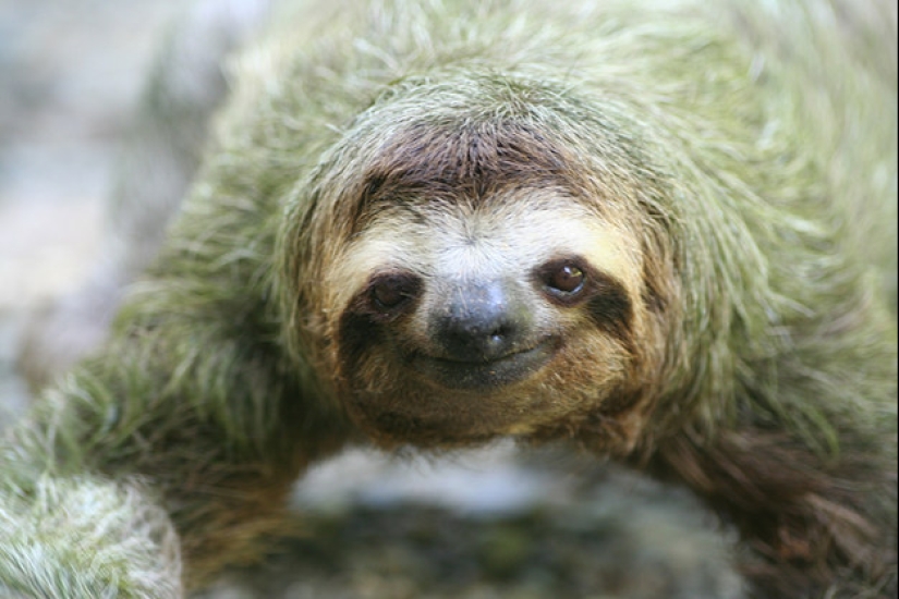 17 Surprising Facts About Sloths - Idle and Gorgeous 17 Surprising Facts About Sloths - Idle and Gorgeous