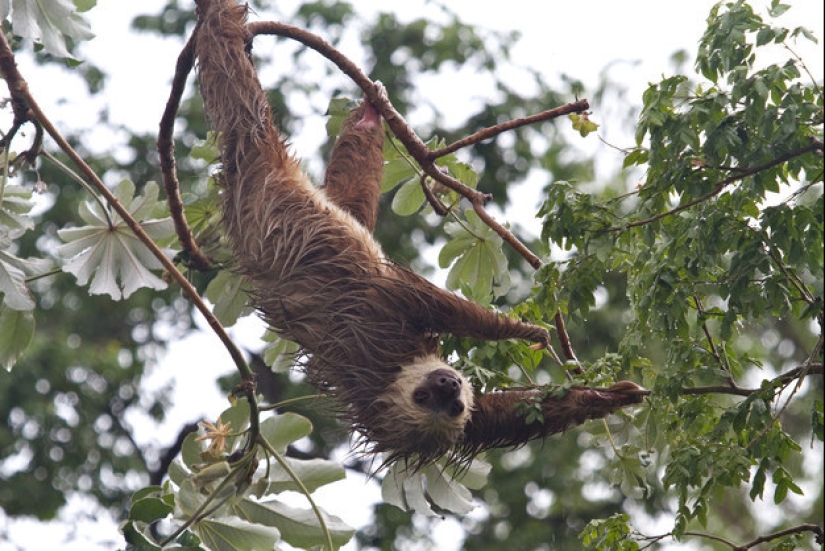 17 Surprising Facts About Sloths - Idle and Gorgeous
