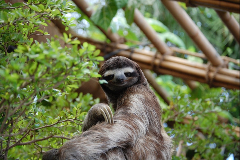 17 Surprising Facts About Sloths - Idle and Gorgeous