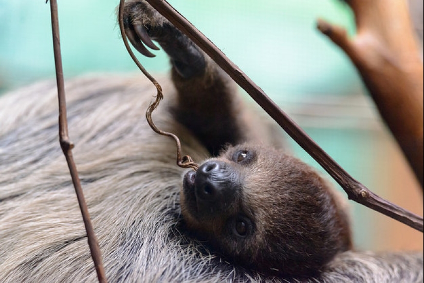 17 Surprising Facts About Sloths - Idle and Gorgeous