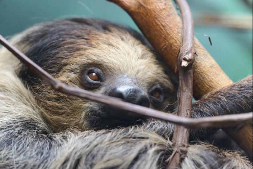 17 Surprising Facts About Sloths - Idle and Gorgeous