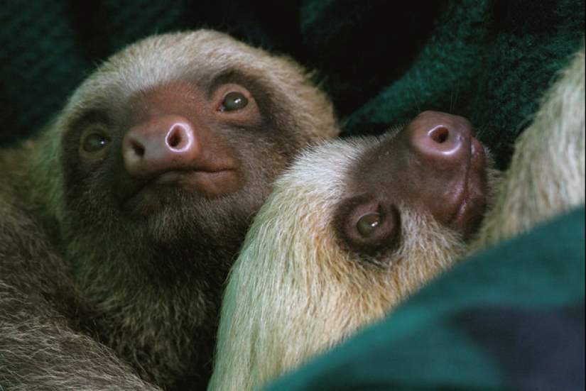 17 Surprising Facts About Sloths - Idle and Gorgeous