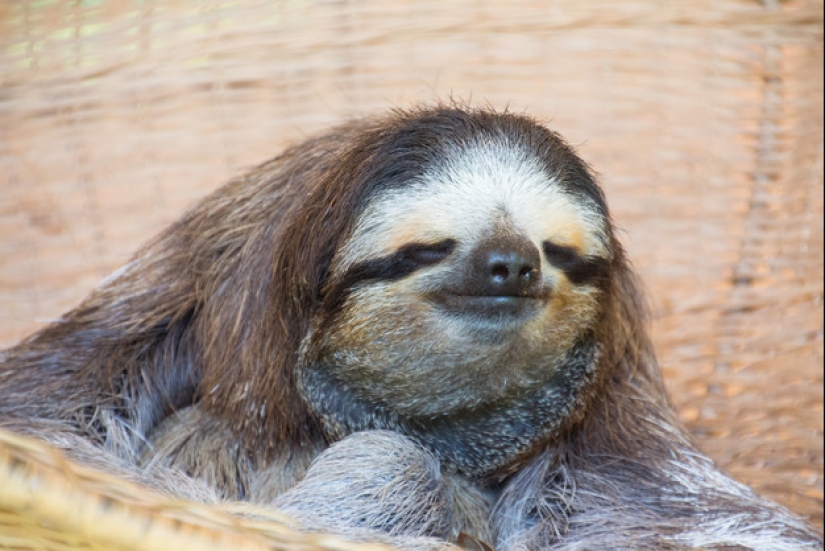 17 Surprising Facts About Sloths - Idle and Gorgeous