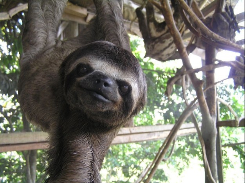 17 Surprising Facts About Sloths - Idle and Gorgeous