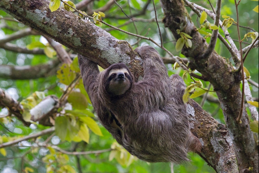 17 Surprising Facts About Sloths - Idle and Gorgeous