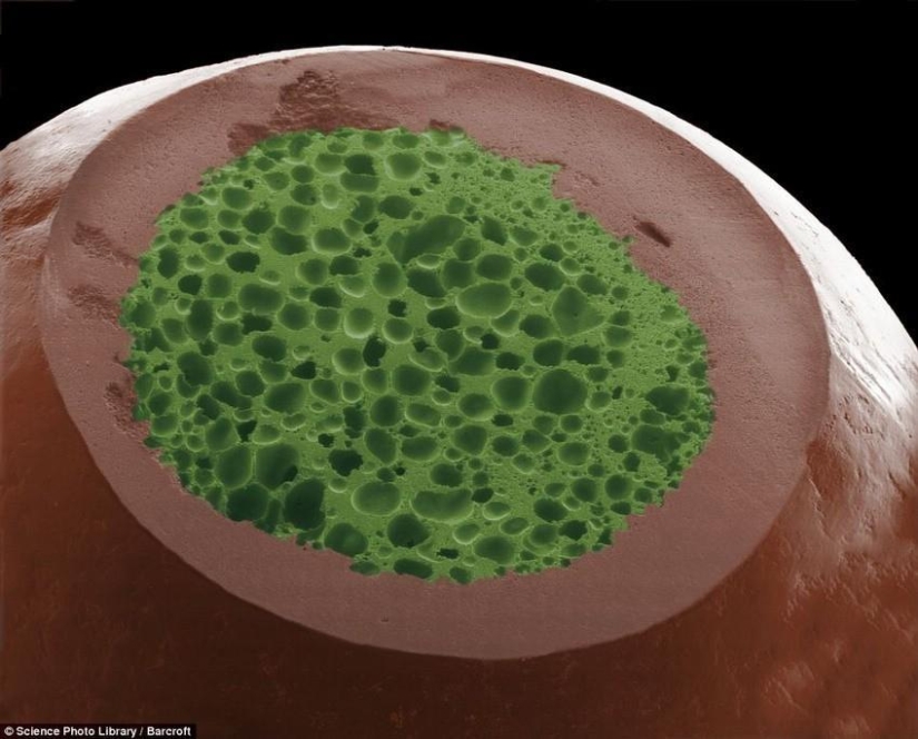 18 amazing photos of products under the microscope