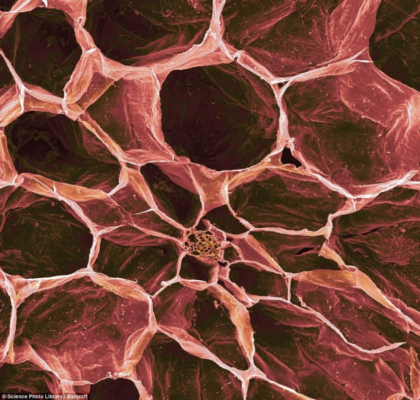 18 amazing photos of products under the microscope