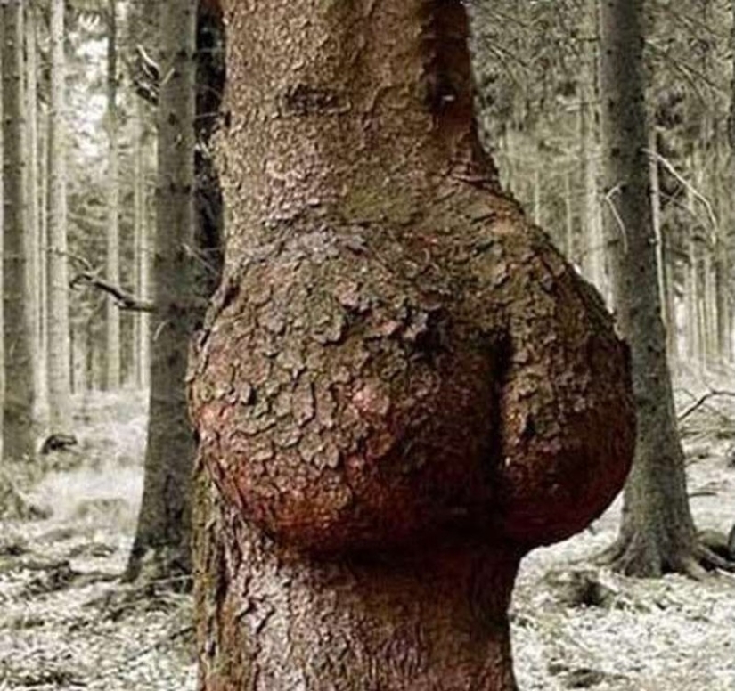 18 de las desviaciones sexuales más extrañas y ridículas 18 de las desviaciones sexuales más extrañas y ridículas