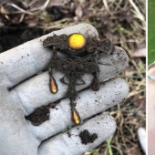 18 people who found the treasure using a metal detector