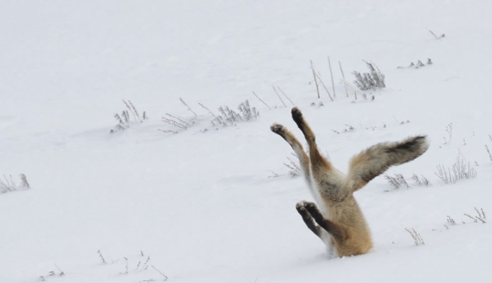 18 photos of impossibly cute foxes