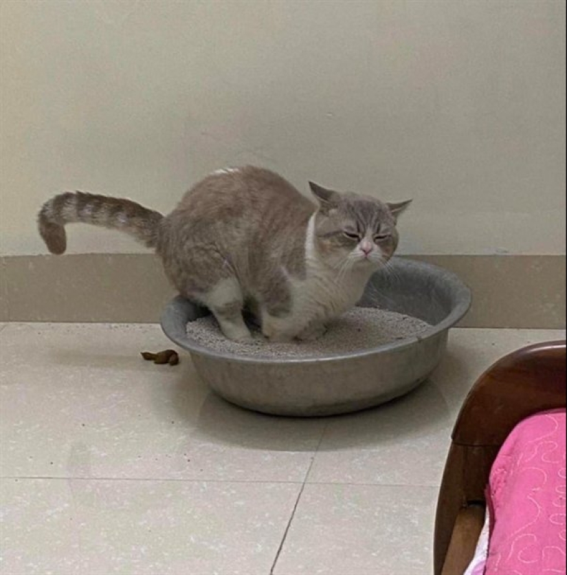 18 situations when everything went wrong, as desired