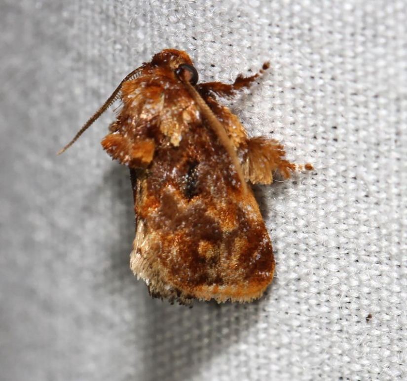 19 asombrosas transformaciones de orugas en mariposas 19 asombrosas transformaciones de orugas en mariposas