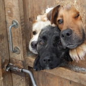 19 perros que solo querían saludar