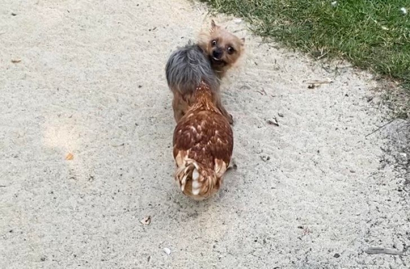 19 photos that show more drama than any issue of " Let Them Talk»