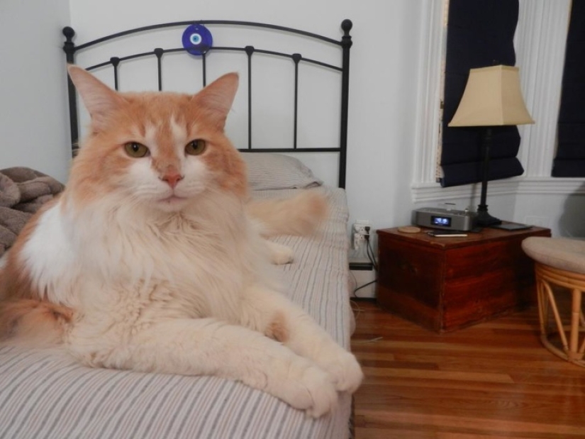 20 accidentes en la matriz: estas fotos son completamente reales, sin photoshop 20 accidentes en la matriz: estas fotos son completamente reales, sin photoshop