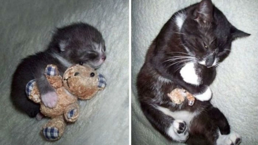 20 adult pets who love their toys just like they did when they were kids