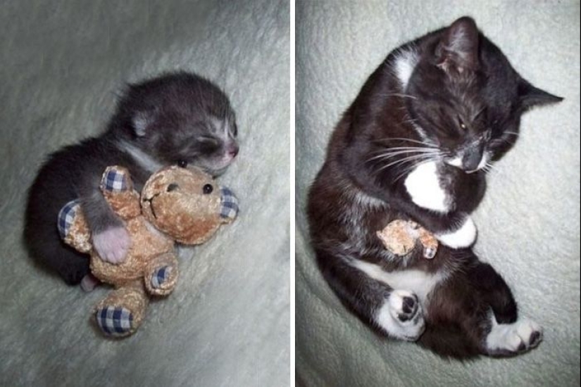 20 adult pets who love their toys just like they did when they were kids