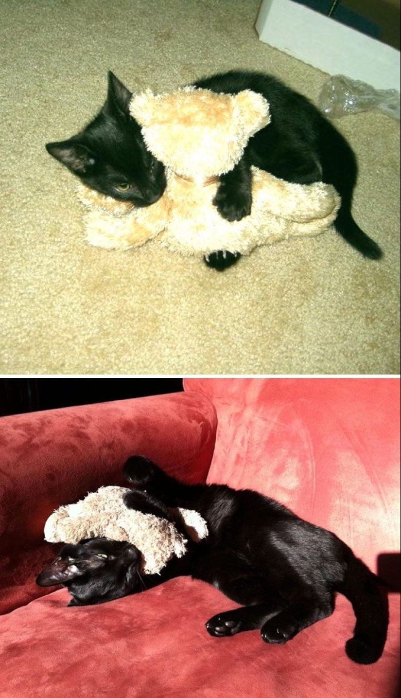 20 adult pets who love their toys just like they did when they were kids