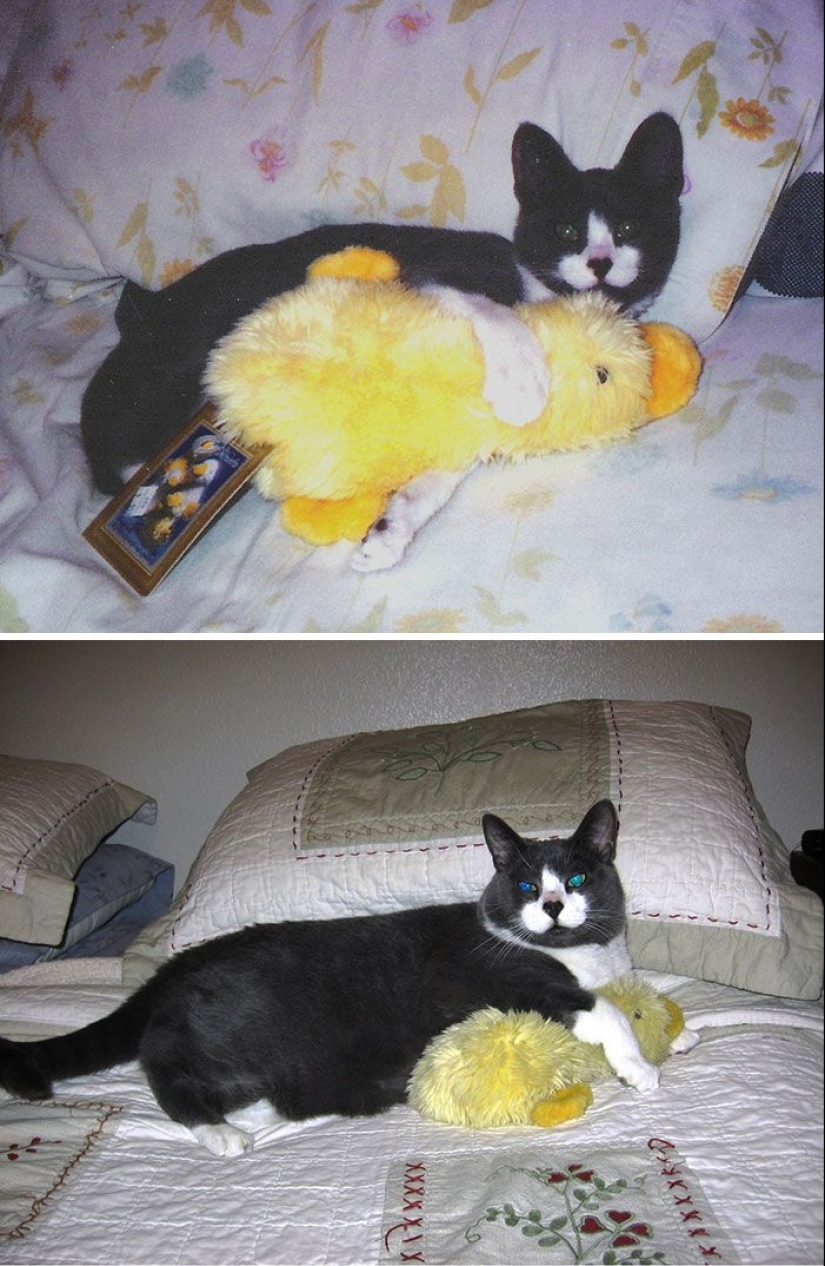 20 adult pets who love their toys just like they did when they were kids