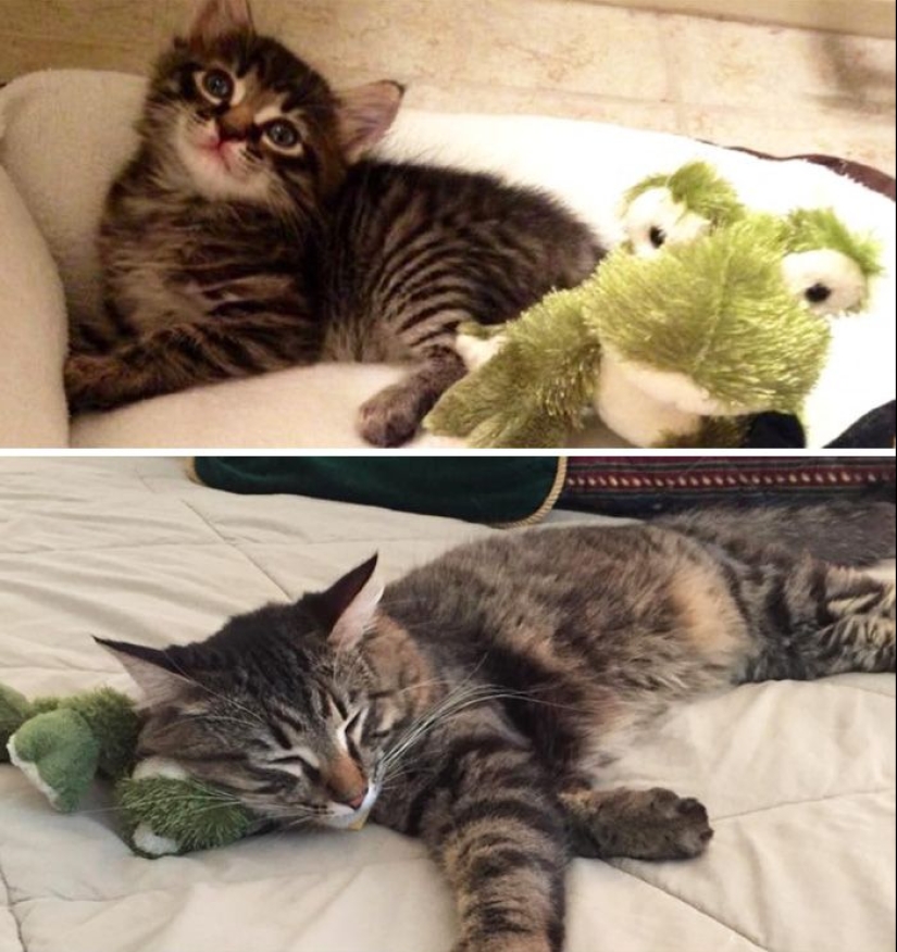 20 adult pets who love their toys just like they did when they were kids