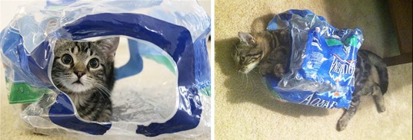 20 adult pets who love their toys just like they did when they were kids