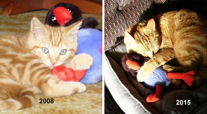 20 adult pets who love their toys just like they did when they were kids