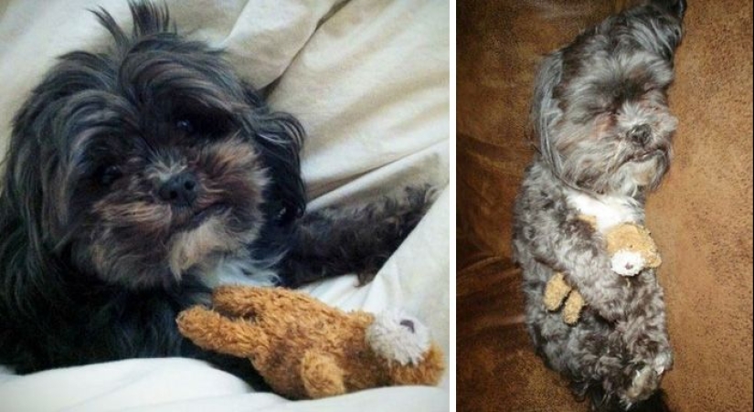 20 adult pets who love their toys just like they did when they were kids