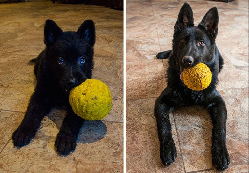 20 adult pets who love their toys just like they did when they were kids