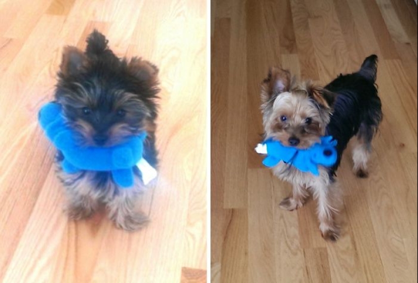 20 adult pets who love their toys just like they did when they were kids