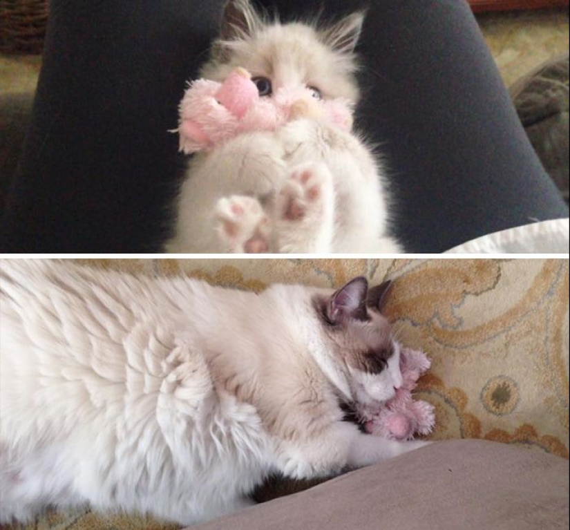 20 adult pets who love their toys just like they did when they were kids