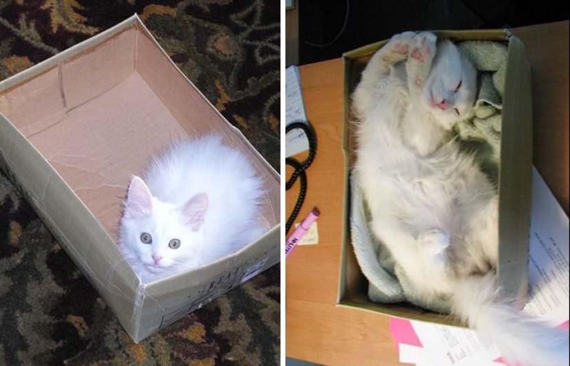 20 adult pets who love their toys just like they did when they were kids