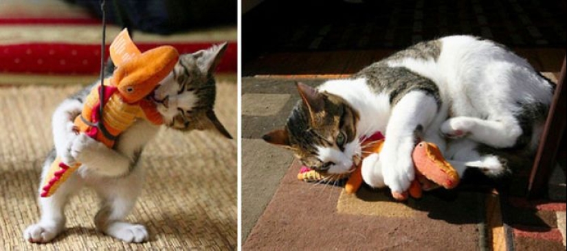 20 adult pets who love their toys just like they did when they were kids