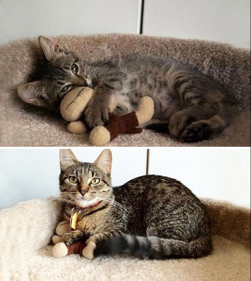 20 adult pets who love their toys just like they did when they were kids