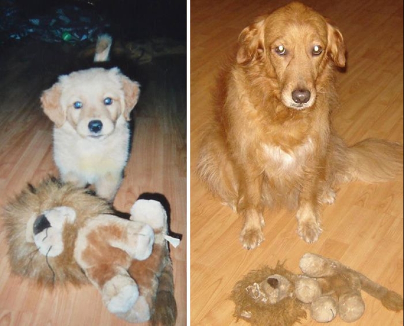 20 adult pets who love their toys just like they did when they were kids