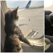 20+ animal travelers that enchanted all passengers